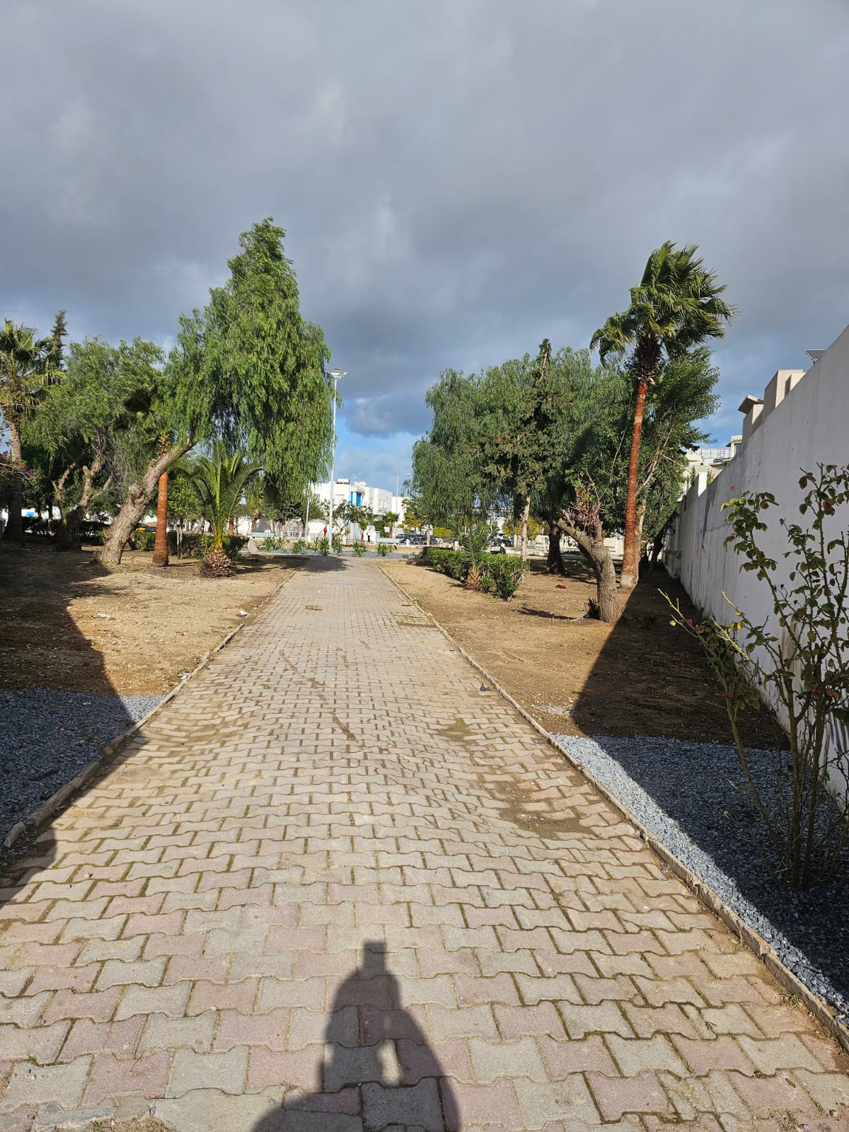 Plantation d’arbres