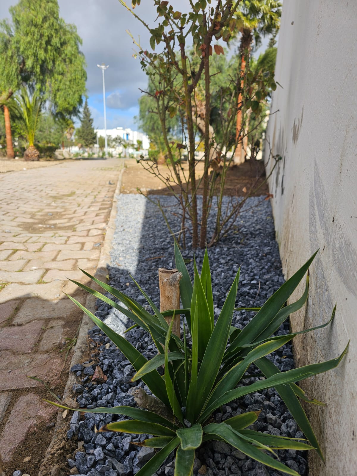 Plantation d’arbres