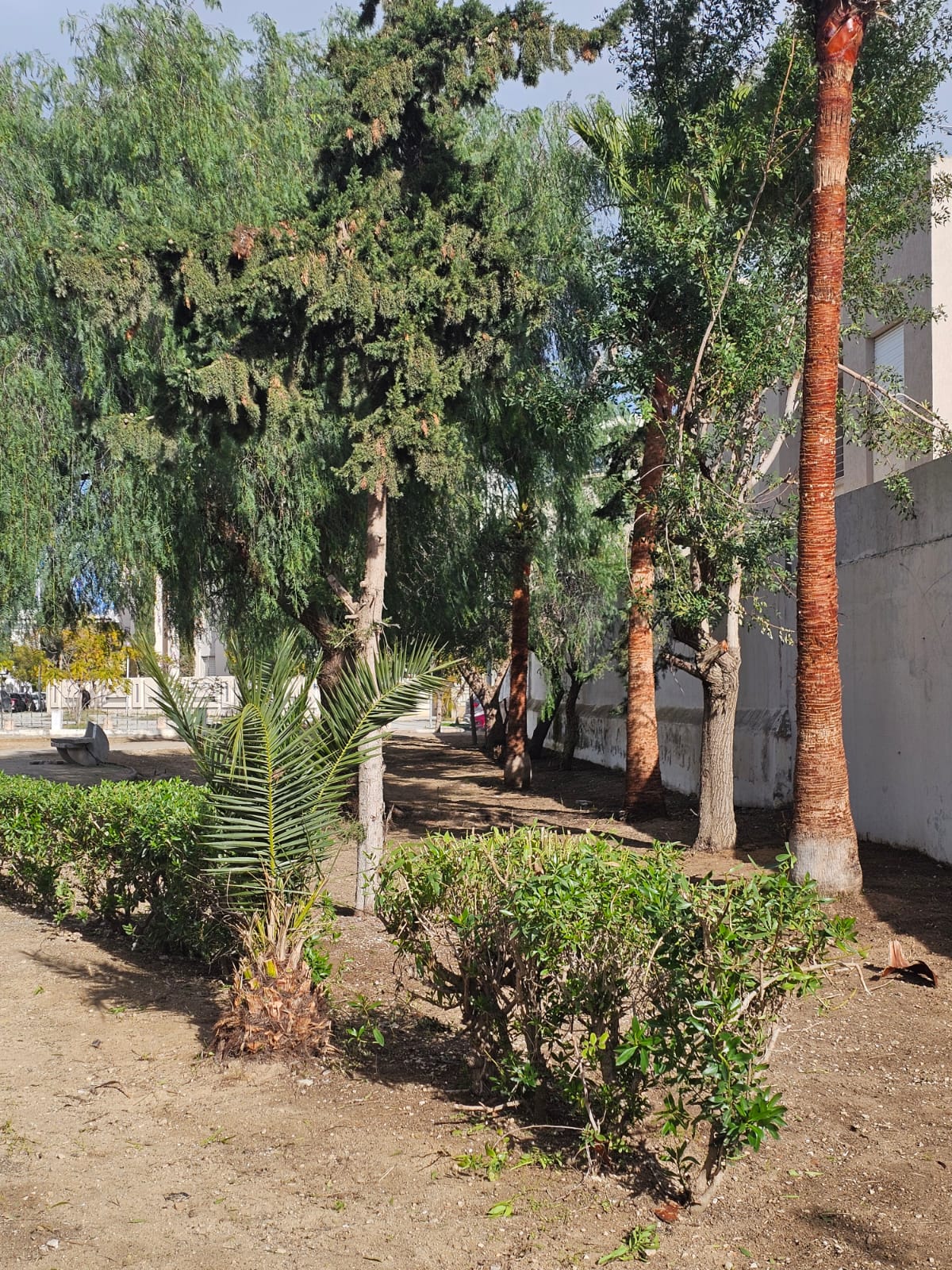 Plantation d’arbres