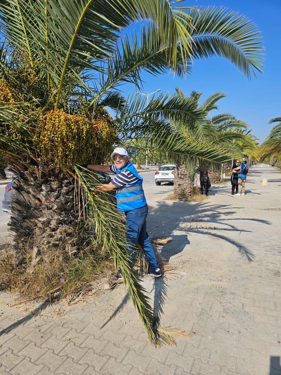 Plantation d’arbres