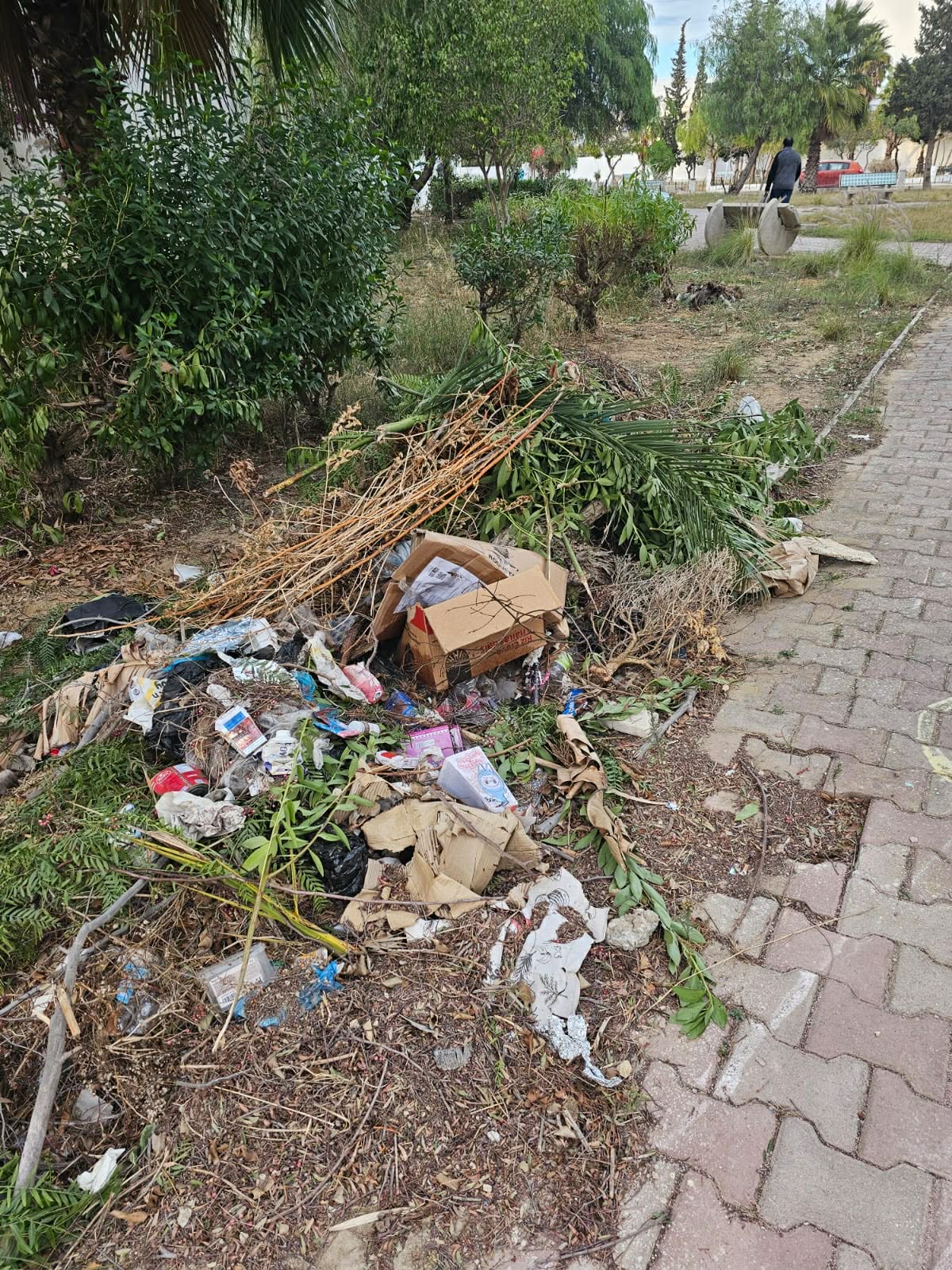 Plantation d’arbres