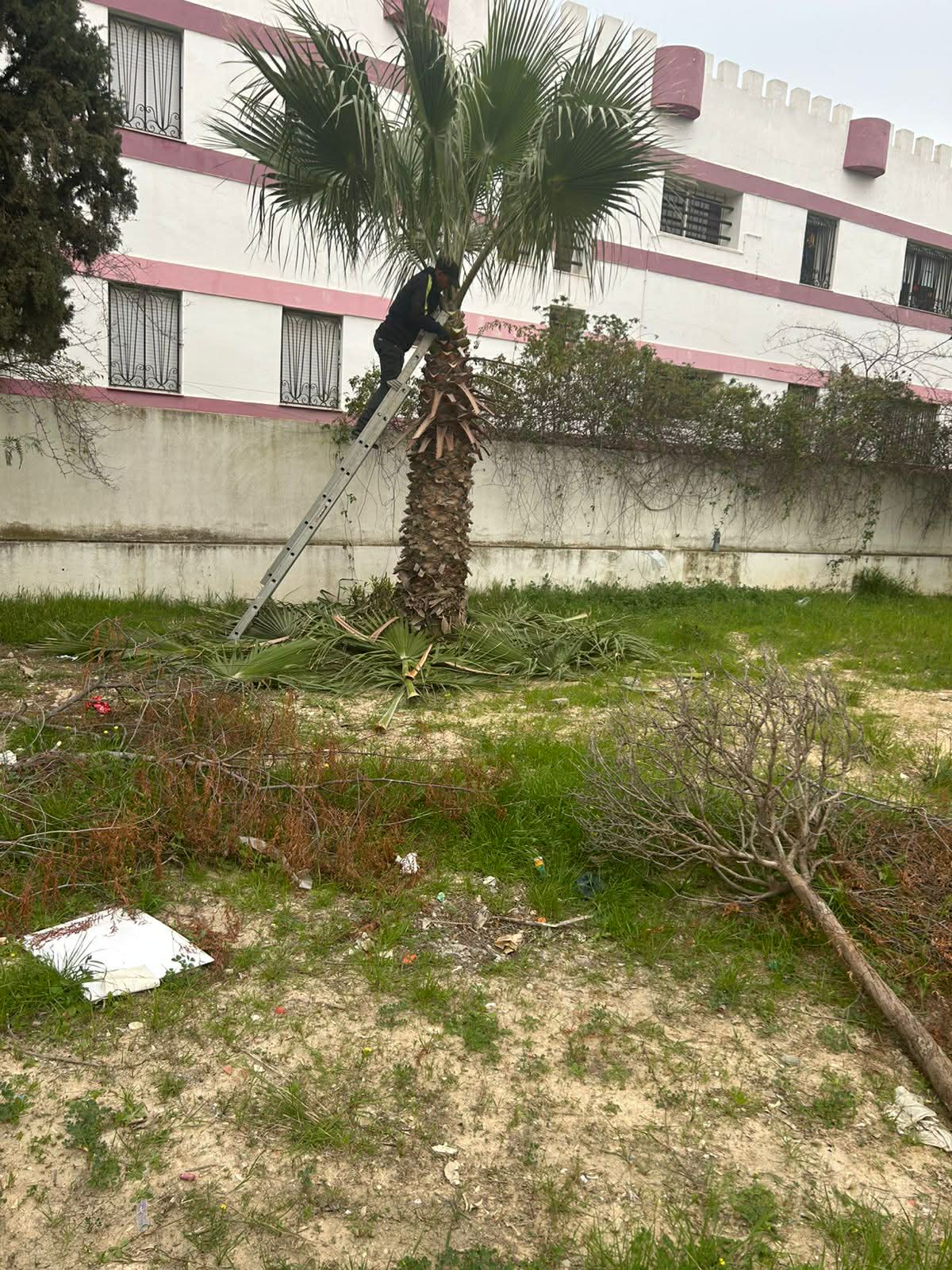 Plantation d’arbres