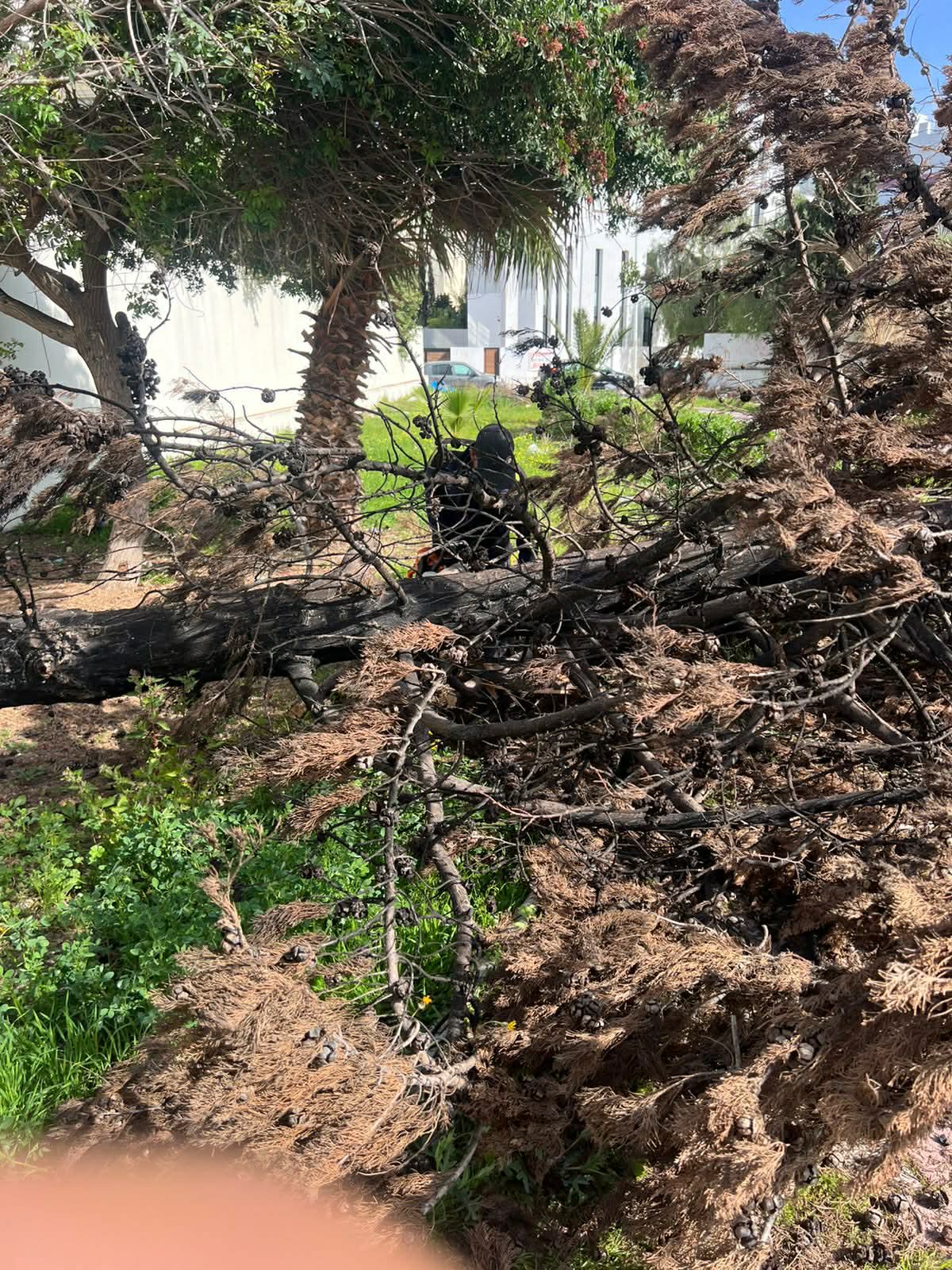 Nettoyage de la berge